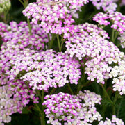 Yarrow, Oertal's Rose #1